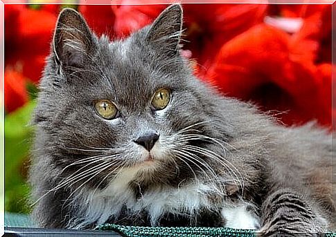 gray cat with senile dementia