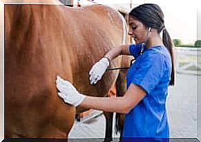 Equine flu