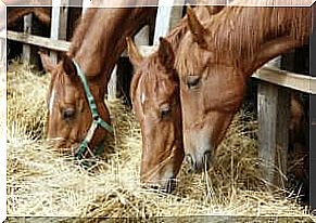 Prevention against equine flu