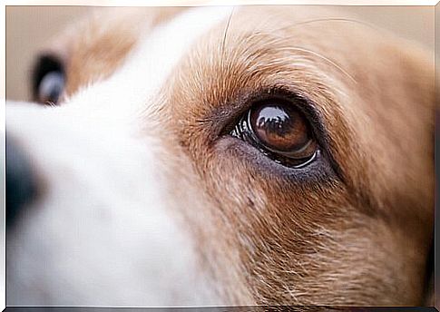 Eye worms in dogs: causes, symptoms, and treatment