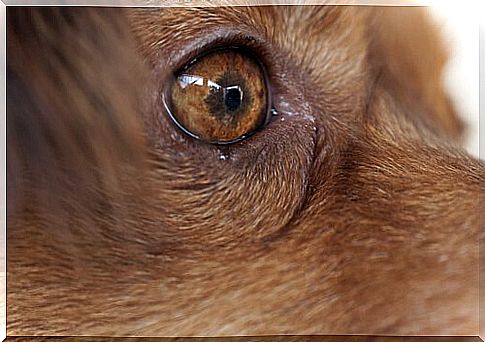 Eye worms in dogs