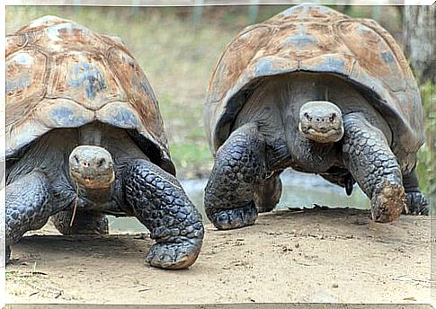 Fauna of the Galapagos Islands