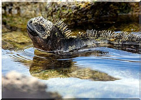 Marine iguana