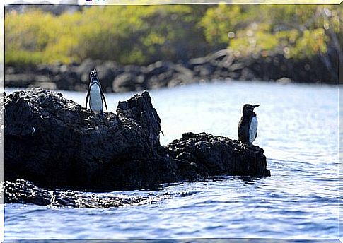 Birds of the Galapagos Islands