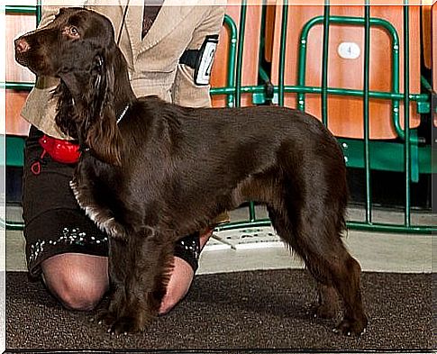 Field Spaniel: a loyal companion