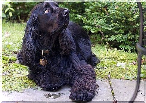 Field Spaniel - in the garden