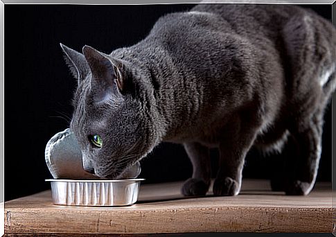 some foods are toxic to cats