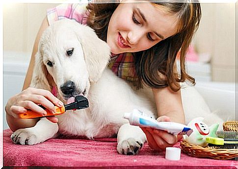 How can you clean your dog's teeth?