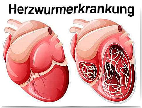 Insect bites - heartworm disease