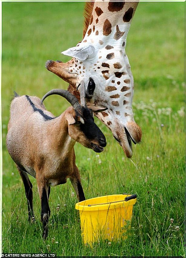 Ziege und Giraffe