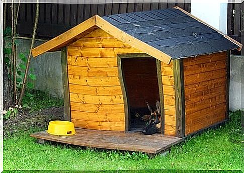 Setting up and decorating a dog house: 5 helpful tips