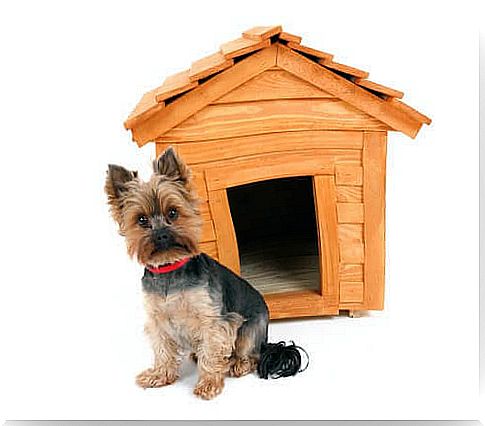 Dog house - small dog