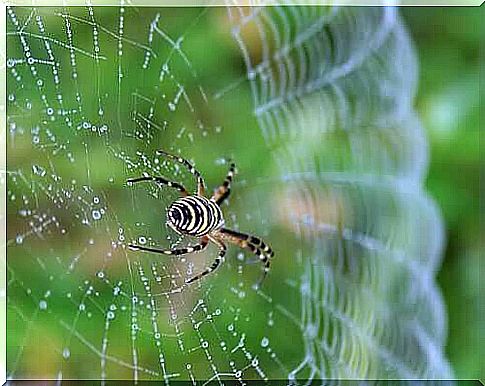 Gerald Durrell - Spider in the Web