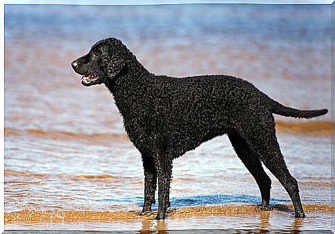 Curly-coated retriever