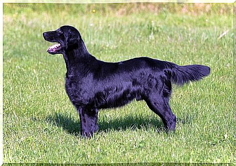 Flat-coated retriever