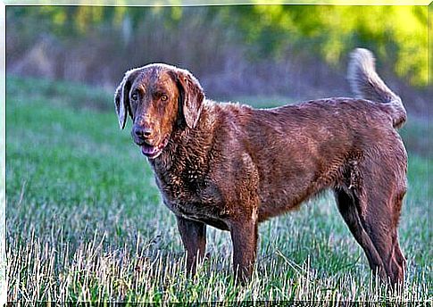 Chesapeake Retriever