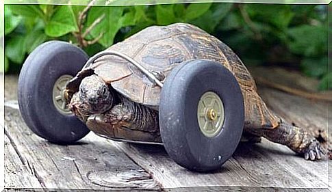 Get to know the turtle with the wheel prosthesis