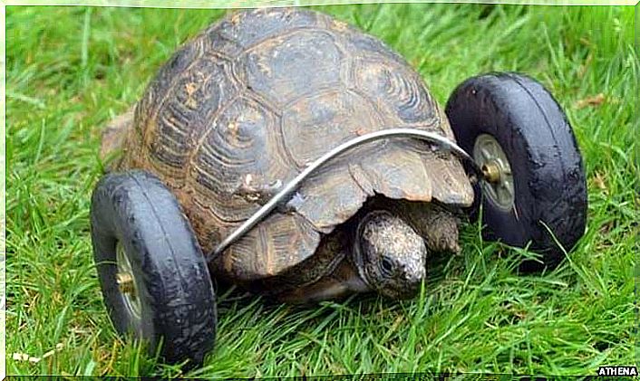 Turtle with prosthetic wheels