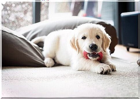 Puppy carpet