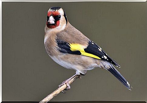 Goldfinch as a pet