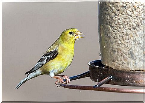 Keeping goldfinch as a pet and eating well