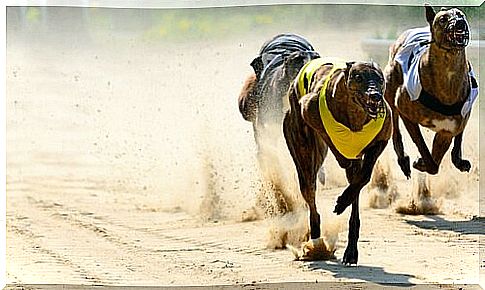 Greyhound anatomy: why is it so fast?