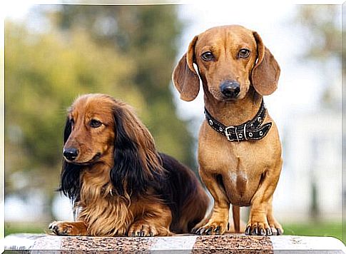 Group 4 of the breed classification according to the FCI: Dachshunds