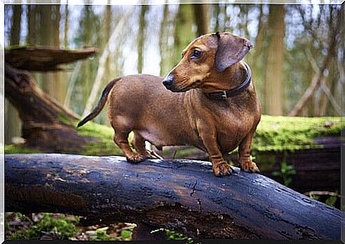 Dachshund on a walk