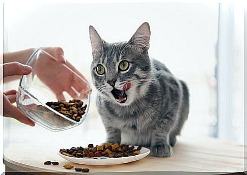 Healthy cat nutrition: tips and trivia