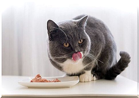 Wet food for healthy cat nutrition