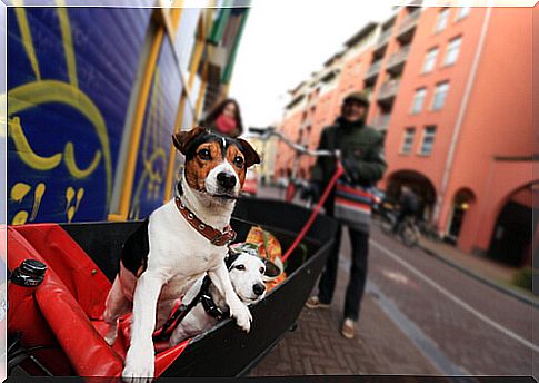 Holland, a country without street dogs