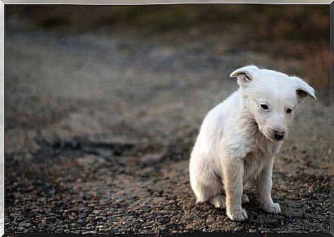 How can I adopt a street dog?