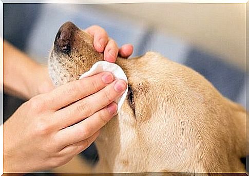 How can you clean your dog's eyes?