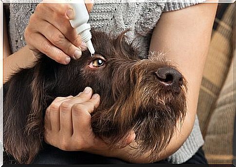 Your dog's eyes - eye drops