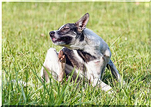 How can you help your dog's skin regrowth?