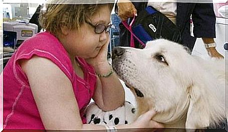 Dogs in the hospital in Canada