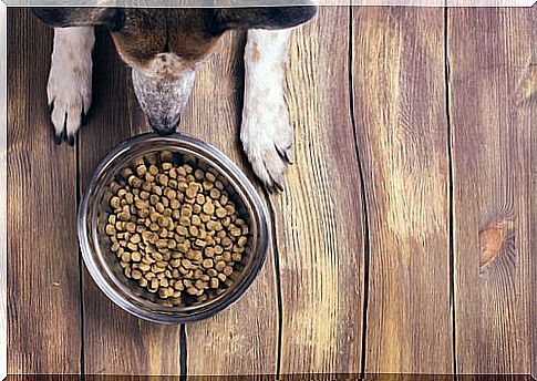 How do I make my dog's dry food tasty?