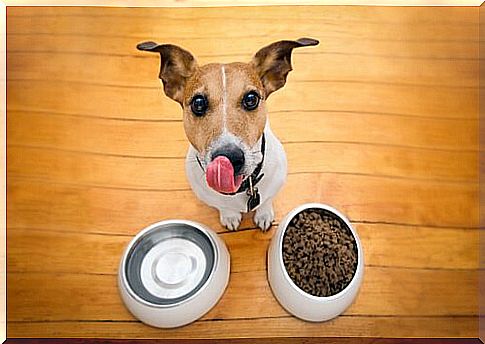 This fur nose prefers snacks to their dry food