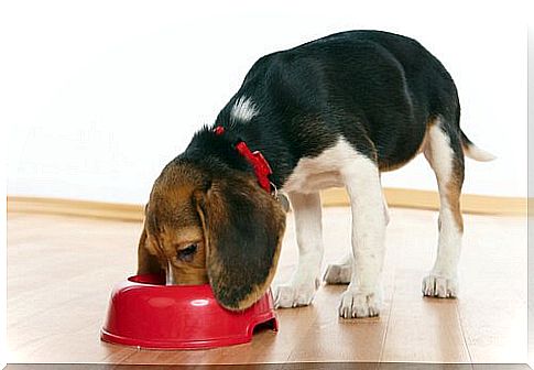 The right feeding bowl also plays a role