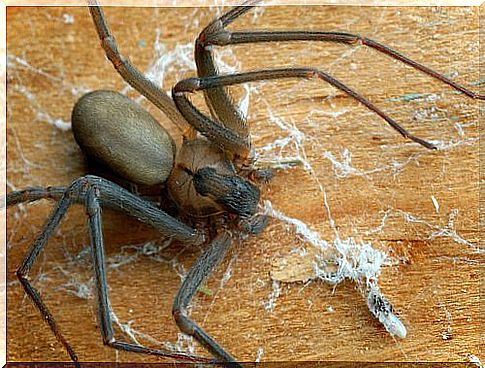 Brown recluse spider