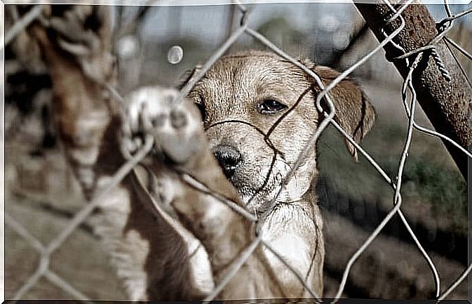 pick up an abused dog from the shelter