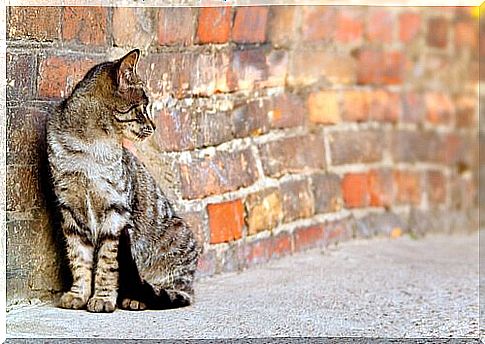 Streunenden Katzen kann geholfen werden