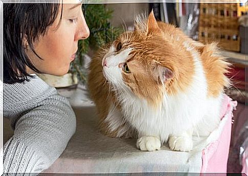 How do you know if your cat likes you?