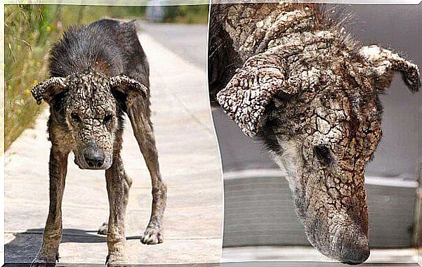 Dog with scabies