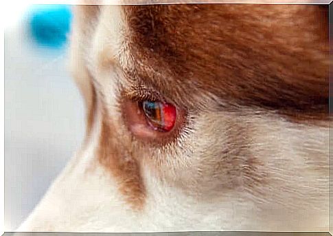 How do you treat eye hypertension in dogs?