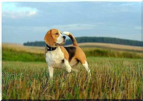 Hunting dog in the field