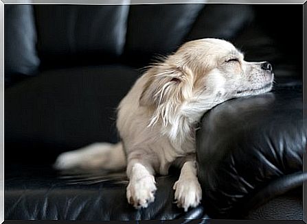 does your dog sleep on the sofa?