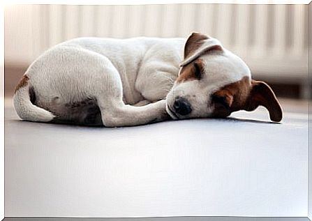 is your dog sleeping on the floor?