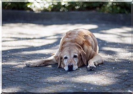 Is your dog sleeping outside? 