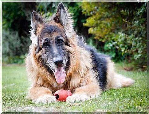 How dogs age: everything you need to know and tips!